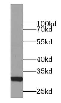 YWHAG Specific Rabbit Polyclonal Antibody