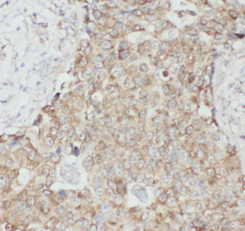 YWHAG Specific Rabbit Polyclonal Antibody