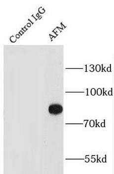 AFM Mouse Monoclonal Antibody