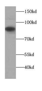 AFM Mouse Monoclonal Antibody