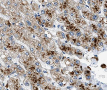 AFM Mouse Monoclonal Antibody