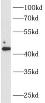 SGCA Rabbit Polyclonal Antibody