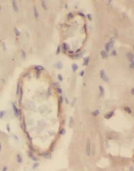 ANXA8 Rabbit Polyclonal Antibody