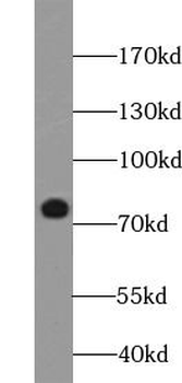 CTCFL Mouse Monoclonal Antibody