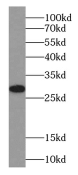 SMCO1 Rabbit Polyclonal Antibody
