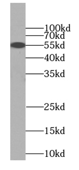 C9orf72 Mouse Monoclonal Antibody