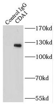 TSPYL2 Rabbit Polyclonal Antibody