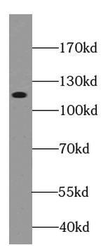 CDH10 specific Rabbit Polyclonal Antibody