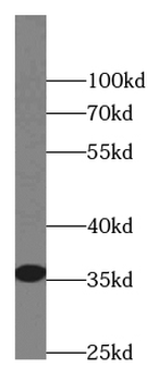 CLEC11A Mouse Monoclonal Antibody