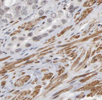 CREB3L1 Rabbit Polyclonal Antibody