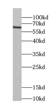 CRY2 Rabbit Polyclonal Antibody