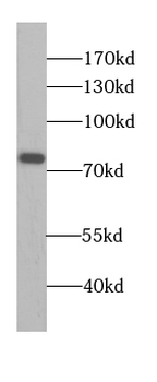 CUL4A Specific Rabbit Polyclonal Antibody