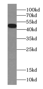 ACKR3 Mouse Monoclonal Antibody