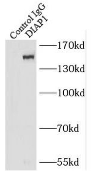 DIAPH1 Rabbit Polyclonal Antibody