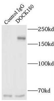 DOCK1 Rabbit Polyclonal Antibody