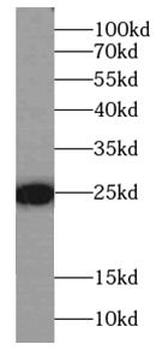 FAM3C Mouse Monoclonal Antibody