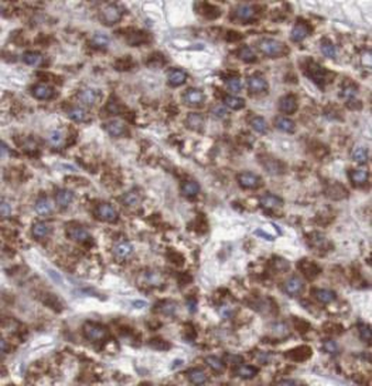 FAM3C Mouse Monoclonal Antibody