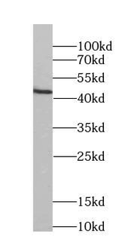 FKBPL Mouse Monoclonal Antibody