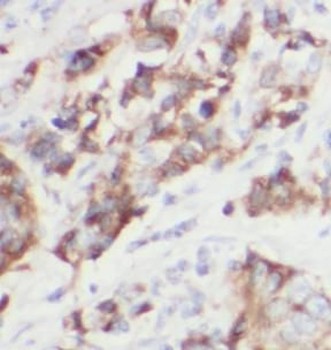 FKBPL Mouse Monoclonal Antibody