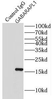 GABARAPL1 Specific Rabbit Polyclonal Antibody