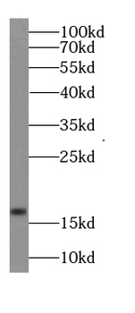 GABARAPL1 Specific Rabbit Polyclonal Antibody
