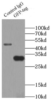 GFP tag Rabbit Polyclonal Antibody