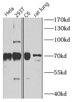 SLC1A3 Rabbit Polyclonal Antibody