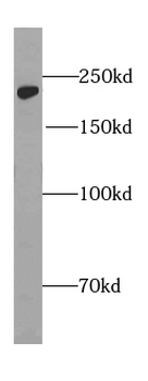 GLI3 Specific Rabbit Polyclonal Antibody