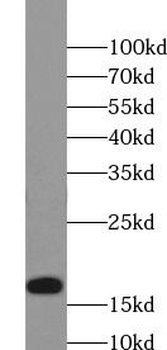 Histone H3 Rabbit Polyclonal Antibody