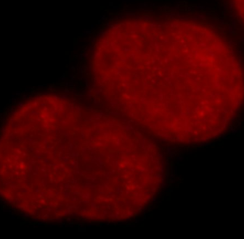 Histone H3 Rabbit Polyclonal Antibody
