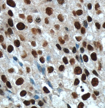 Histone H3 Rabbit Polyclonal Antibody