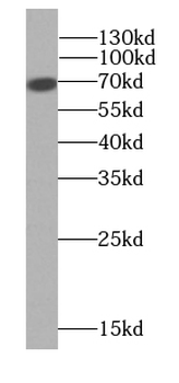 HMMR Specific Rabbit Polyclonal Antibody