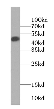 IL36B Mouse Monoclonal Antibody