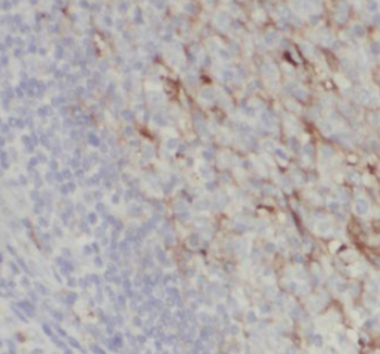 IL 28A Mouse Monoclonal Antibody