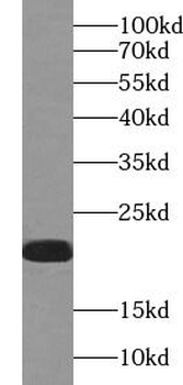 IL36G Rabbit Polyclonal Antibody