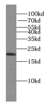 IL9 Mouse Monoclonal Antibody