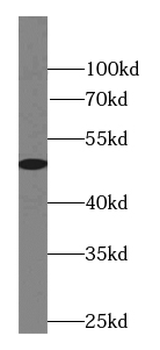 MAPK8 Mouse Monoclonal Antibody