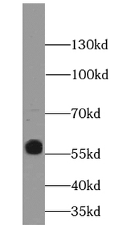 KMO Rabbit Polyclonal Antibody