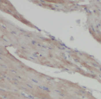KMO Rabbit Polyclonal Antibody