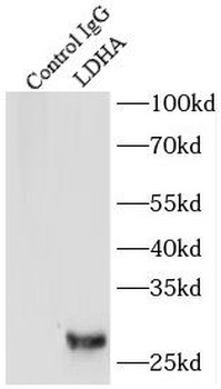 LDHA Specific Rabbit Polyclonal Antibody