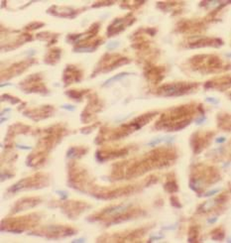 LDHA Specific Rabbit Polyclonal Antibody