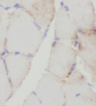 LDHB Specific Rabbit Polyclonal Antibody