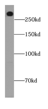 LRP2 Specific Rabbit Polyclonal Antibody