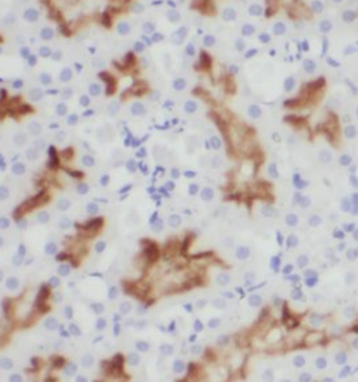 LRP2 Specific Rabbit Polyclonal Antibody