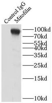 IMMT Rabbit Polyclonal Antibody
