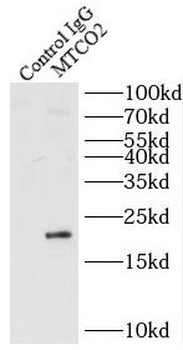 Mtco2 Rabbit Polyclonal Antibody