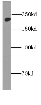 MYH10 Specific Rabbit Polyclonal Antibody