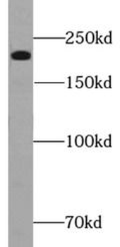 MYH7 specific Rabbit Polyclonal Antibody