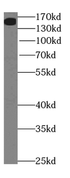 NEO1 Specific Rabbit Polyclonal Antibody