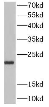 NTF4 Rabbit Polyclonal Antibody